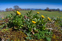 Field Marigold (Callendula arvensis) in flower, near Sugano, Orvieto, Italy, September