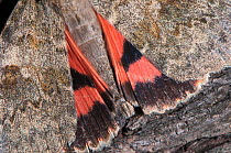 Red Underwing moth (Catocala nupta) wing detail showing warning coloration. Podere Montecucco, Orvieto, Umbria. Italy, September