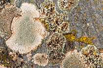 Lichen (Lecanora muralis)  on basalt near Sugano, Orvieto, Umbria, Italy, September