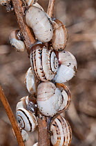 Banded snails (Cepaea nemoralis) aestivating -effectively sealed to a stem to prevent loss of moisture in high summer, Pescia Romana, Tarquinia, Lazio, Italy, October