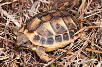 Baby Hermann's Tortoise (Testudo hermanni)  coastal scrub, Lazio, Italy, February