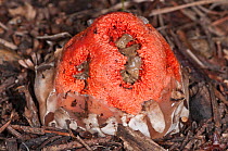 Basket Stinkhorn (Clathrus ruber) a fungus resembling and smelling of rotten flesh, near Castel Giorgio, Orvieto, Umbria, Italy, October