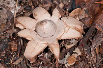Earth Star fungus (Geastrum sessile)  near Castel Giorgio, Orvieto, Umbria, Italy, October
