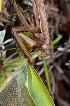 Praying Mantis (Mantis religiosa) female devouring male, in a garden, Podere Montecucco, Orvieot, Umbria, Italy