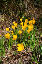 Yellow Sternbergia (Sternbergia lutea) in flower, near the Etruscan tombs at Norchia, near Viterbo, Lazio, Italy, October
