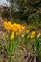 Yellow Sternbergia (Sternbergia lutea) in flower, growing near the Etruscan tombs at Norchia, near Viterbo, Lazio, Italy, October