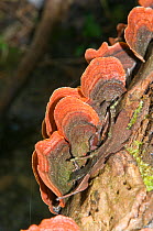 Leather Bracket fungus (Stereum subtomentosum) Torrealfina, Orvieto, Lazio, Italy