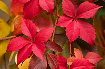 Virginia creeper leaves changing colour in autumn (Parthenocissus quinquefolia) Podere Montecucco, Orvieto, Italy, October