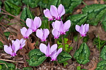 Sowbread (Cyclamen hederifolium) in flower,  an autumn flowering species, near the Etruscan tombs at Norchia, near VIterbo, Lazio, Italy, October