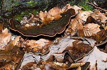 Smoky Polypore fungus (Bjerkandera adusta) growing on a rotting beech stump, near Torrealfina, Orvieto, Italy