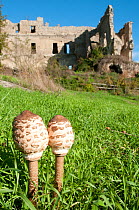 Parasol mushrooms (Macrolepiota procera) before they open, in grass near ruins,  Marturanum,  Lazio, Italy, March
