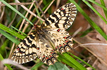 Southern Festoon butterfly (Zerynthia polyxena) male, Torrealfina, Orvieto, Italy, April