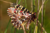 Southern Festoon butterfly (Zerynthia polyxena) showing the pattern on the underwings. Torrealfina, Orvieto, Umbria, Italy, April