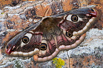 Emperor Moth (Saturnia pavoniella) female with wings open, Orvieto, Umbria, Italy, April