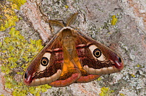 Emperor Moth (Saturnia pavoniella) male with wings closed, Orvieto, Umbria, Italy, April