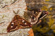 Emperor Moth (Saturnia pavoniella) male female pair, male on left and female on right of the photograph, Orvieto, Umbria, Italy, April