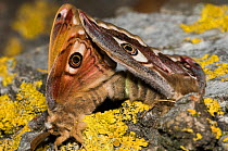 Emperor Moths (Saturnia pavoniella) mating, male on left and female on right of the photograph, Orvieto, Umbria, Italy, April
