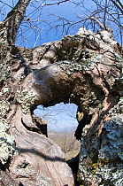 Ancient chestnut tree trunk (Castanea sativa) covered in lichen, on Mount Cimino, near Viterbo, Italy, April