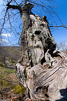 Ancient chestnut tree trunk (Castanea sativa)  on Mount Cimino, near Viterbo, Italy, April