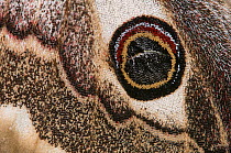 Emperor Moth (Saturnia pavoniella) close-up of eye spot of wing, Orvieto, Umbria, Italy, April
