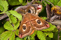 Emperor Moth (Saturnia pavoniella) male female pair, male in front of female,  Orvieto, Umbria, Italy, April