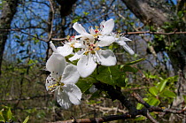Almond-leaved Pear (Pyrus amygdaliformis) flowers, Uccellini Hills, Tuscany, Italy, April