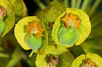 Large Mediterranean Spurge (Euphorbia wulfennii) near Grosseto, Tuscany, Italy