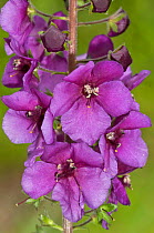 Purple Mullein (Verbascum phoeniceum) flower, Gargano, Puglia, Italy
