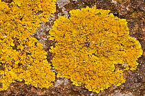Xantheria lichen (Xanthoria aureola) wall lichen growing near Orvieto, Italy