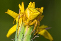 Crab Spider (Thomisus onustus) female on grape hyacinth (Muscari sp) in a garden, Garden, Orvieto, Italy