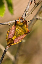 Sloe Bug (Dolycoris baccarum) Torrealfina, Orvieot, Italy, April