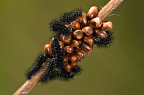 Emperor Moth (Saturnia pavoniella) eggs and larvae. Torrealfina, Orvieto, Italy, April