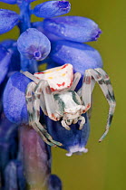 Crab Spider (Thomisus onustus) female waiting on grape hyacinth (Muscari sp) of Compositae. Garden, Orvieto, Italy, April