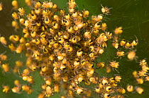 Garden Spiderlings (Araneus diadematus) mass dispersing under threat, Mt Rufeno Reserve, Lazio, Italy, April