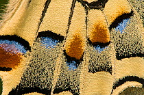 Swallowtail butterfly (Papilo machaon) close-up of wings. Orvieto, Italy, March