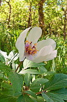 Male peony (Paeonia mascula) in flower, white variety found in North East Sicily, Bosco di Ficuzza, Palermo, Sicily, May