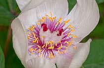 Male peony (Paeonia mascula) close up of  flower, white variety found in North East Sicily, Bosco di Ficuzza, Palermo, Sicily, May