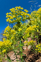 Cypress Spurge (Euphorbia cyparissias) in flower,  near Orvieto, Italy, April