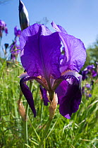 German Iris (Iris germanica) flower, Orvieto, Italy, April