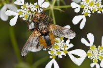 Common rufous parasite fly (Tachina fera) on flowers in garden, Orvieto, Italy, May