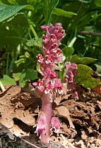 Toothwort (Lathraea squamaria) a parasitc species on the roots of hazel and poplar, near Orvieto, Italy. April