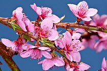 Peach blossom (Prunus persica) in Garden, Orvieto, Italy, April