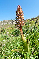 Giant Orchid (Barlia robertiana / Himantoglossum robertianum) in flower, Gious Kambos, Spili, Crete, April