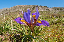Cretan Iris (Iris cretensis / unguicularis ssp cretensis) in flower, Gious Kambos, Spili, Crete, April