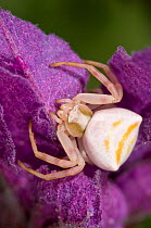 Crab Spider (Thomisus onustus) female on flower, Orvieto, Italy