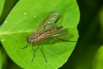 Snipe Fly (Rhagio scolopacea) on leaf, Orvieto, Umbria, Italy