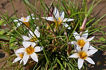 Sand Crocus (Romulea bulbocodium)in flower, Gious Kambos, Spili, Crete, April