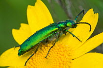 Green flower beetle (Psilothrix viridicoerulea) an irridescent flower beetle often with a bluish tinge on the thorax and head, Orvieto, Umbria, Italy, April