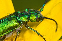 Green flower beetle (Psilothrix viridicoerulea) an irridescent flower beetle often with a bluish tinge on the thorax and head, Orvieto, Umbria, Italy, April