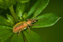 Weevil (Rhynchites auratus) on leaf, Orvieto, Umbria, Italy, April